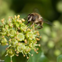 Drone bee on ivy