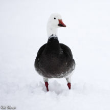 Snow goose