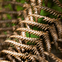 Woodland Ferns