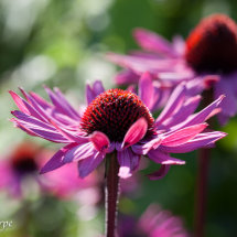 Echinacea purpurea
