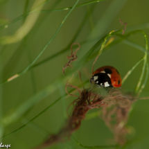 Ladybird