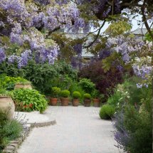 Wisteria and box