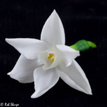 Paper-white narcissi