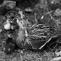 Mother mallard