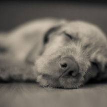 It's a hard life being a wire-haired vizsla