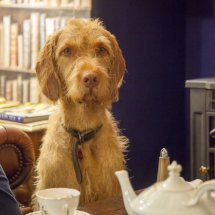 No tea for me, just a biscuit please