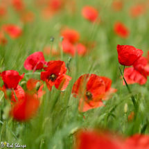 Poppy field