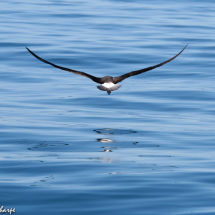Wandering Albatross