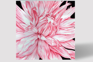 Flower Card Pack