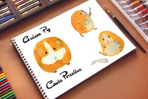 Guinea Pig