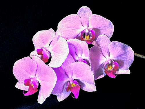 1st Alan Harris Orchid