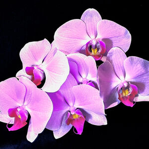 1st Alan Harris Orchid