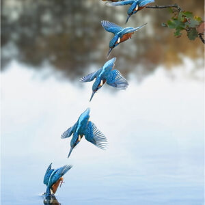 1st Pete Richardson The Dive