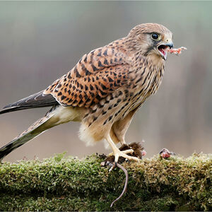 2nd - Pete Richardson Kestrel with Dinner
