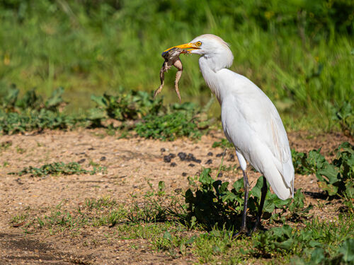 2nd Alan Harris Cattle Egret With A Frog Legs Lunch