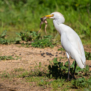 2nd Alan Harris Cattle Egret With A Frog Legs Lunch