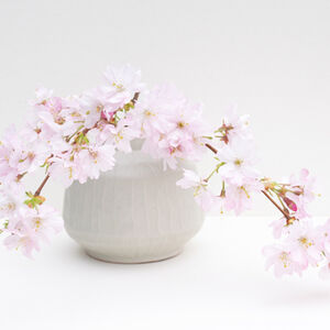 2nd Carol Burton Spring Blossom