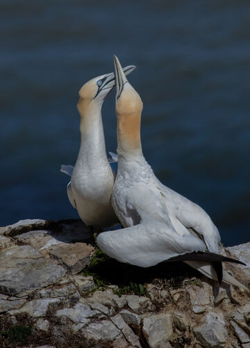 3rd Jamie Humphrey Gannets At Bempton