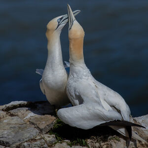 3rd Jamie Humphrey Gannets At Bempton