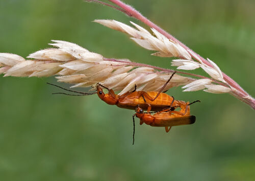 3rd Nigel Bampton Red Soldier Beetles
