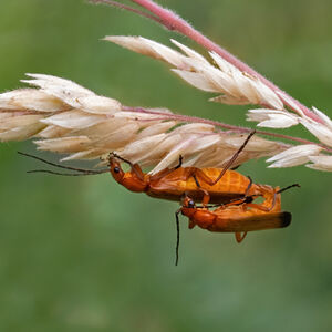 3rd Nigel Bampton Red Soldier Beetles