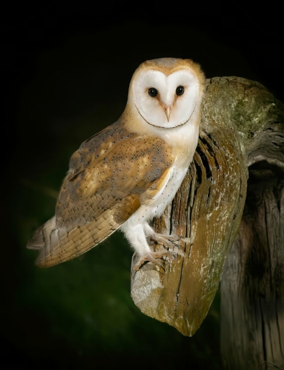Barn Owl Portrait