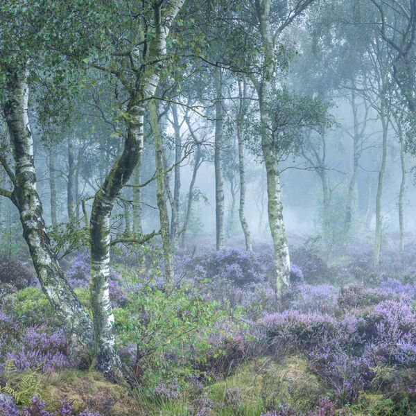 Round 4, 2025. Print and PDI winners