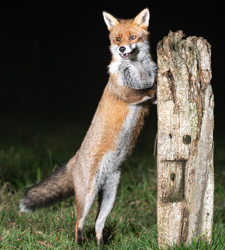Alan Harris Fox In The Night