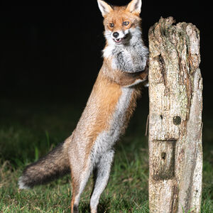 Alan Harris Fox In The Night