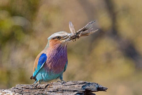 Alan Harris Lilac Breasted Roller 1