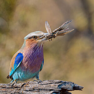 Alan Harris Lilac Breasted Roller 1