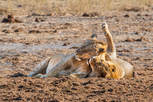 Alan Harris Lion Siblings