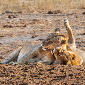 Alan Harris Lion Siblings