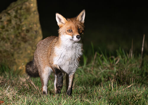 Alan Harris Night Fox