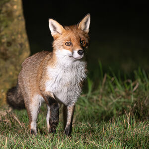 Alan Harris Night Fox