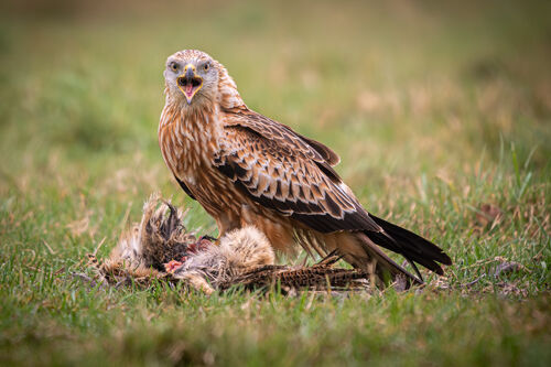 Alan Harris Red Kite