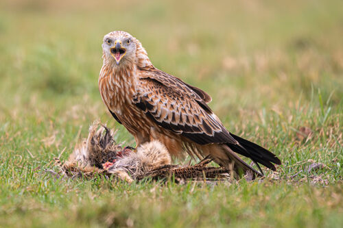 Alan Harris Red Kite On Roadkill