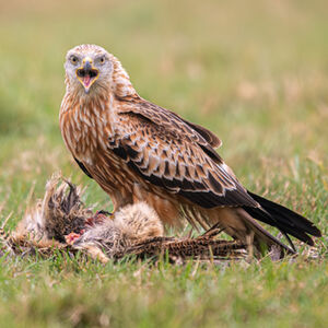 Alan Harris Red Kite On Roadkill