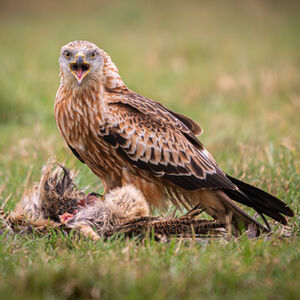 Alan Harris Red Kite