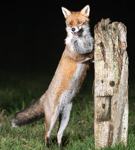 Alan Harris The Fantastic Mr Fox