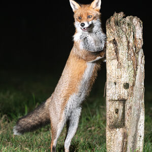 Alan Harris The Fantastic Mr Fox