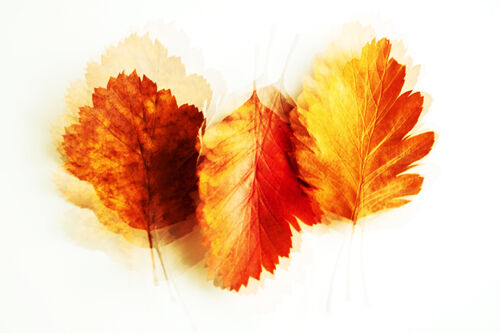 Carol Burton Abstract Leaves