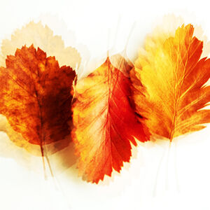 Carol Burton Abstract Leaves