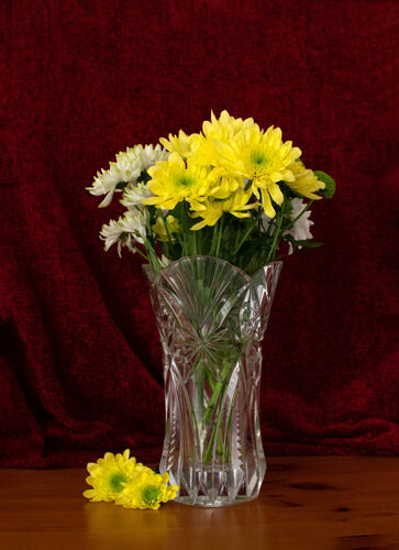 Carol Burton Chrysanthemums