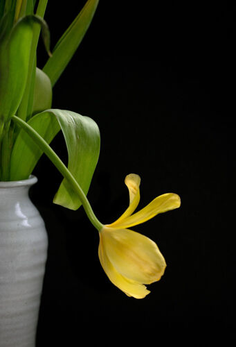 Carol Burton Fading Tulip
