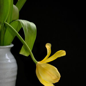 Carol Burton Fading Tulip