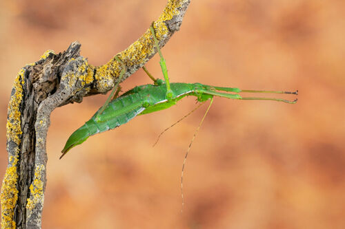 Carol Burton Malayan Wood Nymph