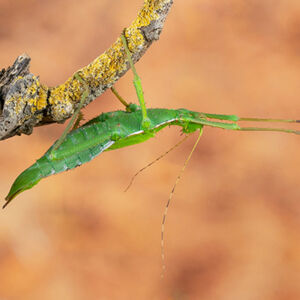 Carol Burton Malayan Wood Nymph