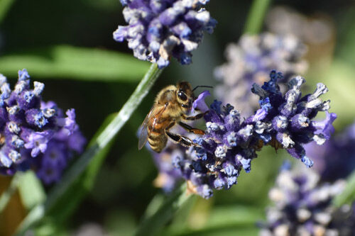 Clive Filer Bee On Lavender