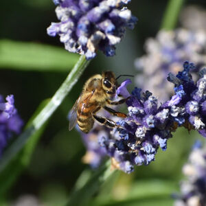 Clive Filer Bee On Lavender
